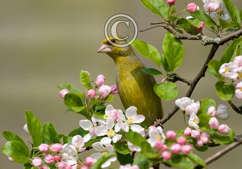 Greenfinch DM0178